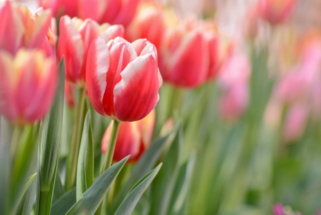 Обои картинки фото цветы, тюльпаны