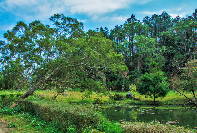 Обои картинки фото природа, реки, озера, река, лес