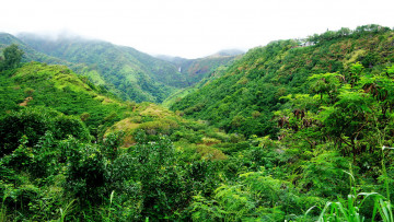 Картинка природа лес горы