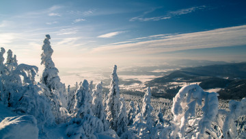 Картинка природа зима снег деревья