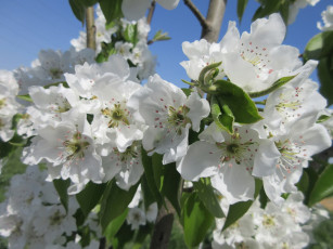 Картинка цветы цветущие+деревья+ +кустарники весна 2018 апрель