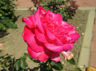 Картинка цветы розы лето 2018 июнь