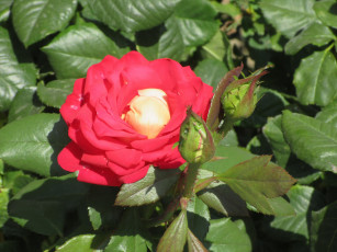 Картинка цветы розы лето 2018 июнь