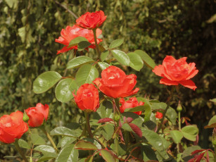 Картинка цветы розы лето 2018 июнь