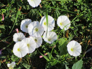 Картинка цветы вьюнки +ипомеи лето 2018 июнь