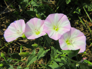 Картинка цветы вьюнки +ипомеи лето 2018 июнь