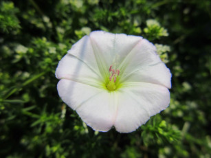 Картинка цветы вьюнки +ипомеи лето 2018 июнь