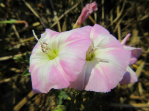 Картинка цветы вьюнки +ипомеи лето 2018 июнь