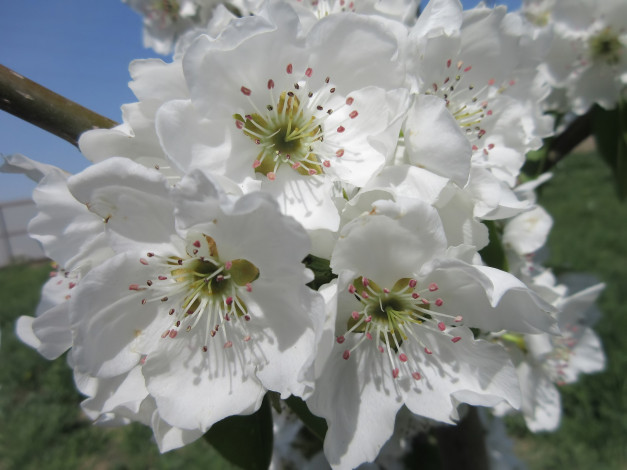 Обои картинки фото цветы, цветущие деревья ,  кустарники, весна, 2018, апрель