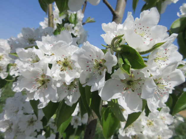 Обои картинки фото цветы, цветущие деревья ,  кустарники, весна, 2018, апрель
