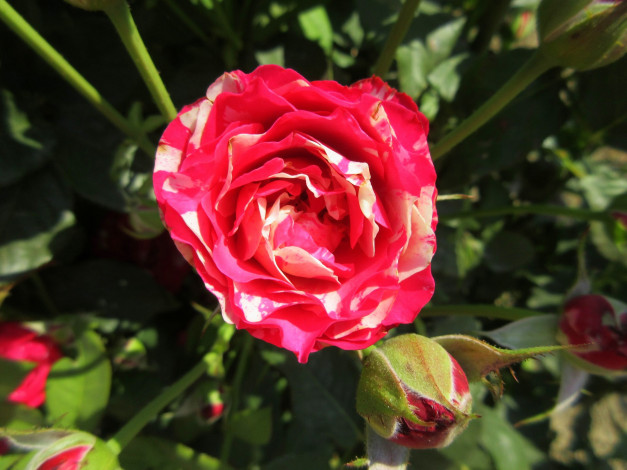 Обои картинки фото цветы, розы, лето, 2018, июнь