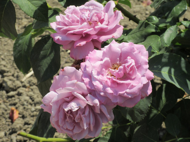 Обои картинки фото цветы, розы, лето, 2018, июнь