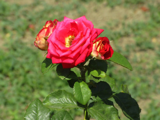 Обои картинки фото цветы, розы, лето, 2018, июнь