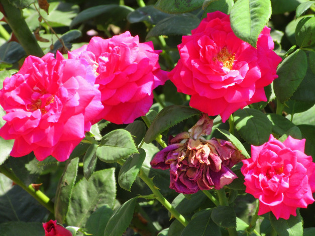 Обои картинки фото цветы, розы, лето, 2018, июнь