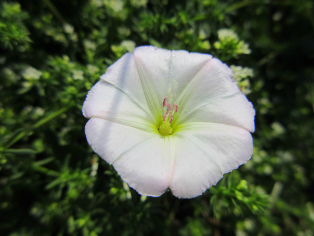 Обои картинки фото цветы, вьюнки,  ипомеи, лето, 2018, июнь