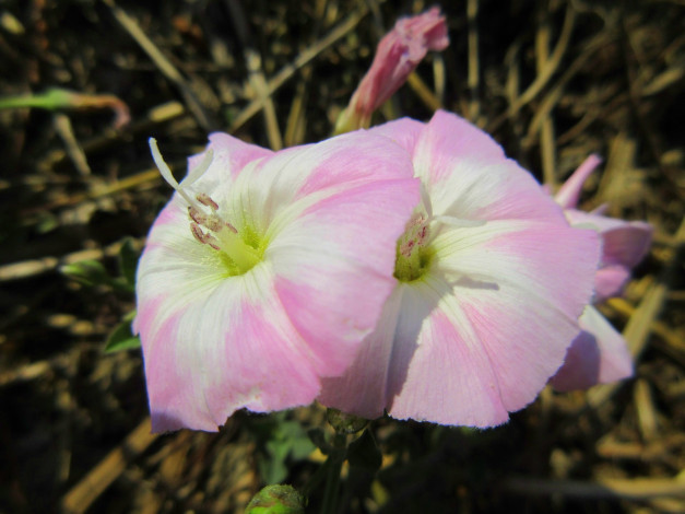 Обои картинки фото цветы, вьюнки,  ипомеи, лето, 2018, июнь