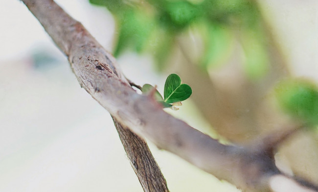 Обои картинки фото природа, листья, ветка