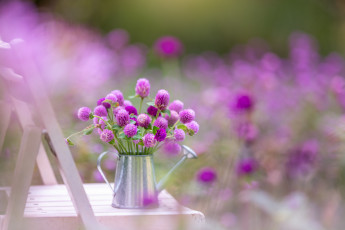 Картинка цветы луговые+ полевые +цветы сиреневые