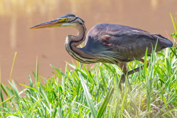 Картинка животные цапли +выпи птица