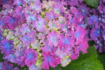 Картинка цветы гортензия