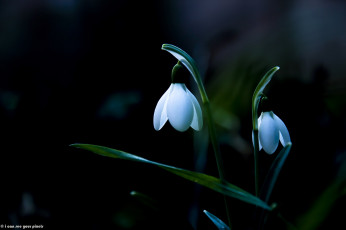 Картинка цветы подснежники +белоцветники +пролески весна