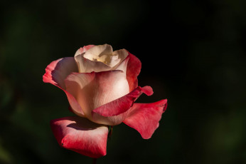 Картинка цветы розы роза