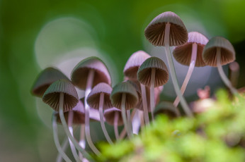 Картинка природа грибы