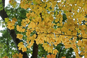 Картинка природа листья