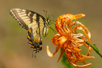 Картинка животные бабочки +мотыльки +моли бабочка