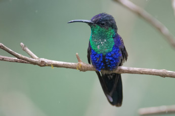 Картинка животные колибри птица