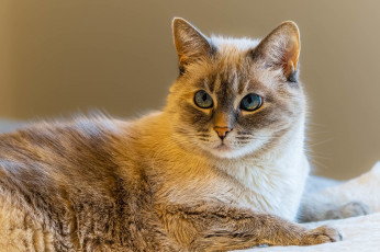 Картинка животные коты кот кошка