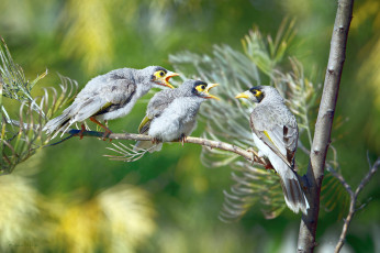 Картинка животные птицы