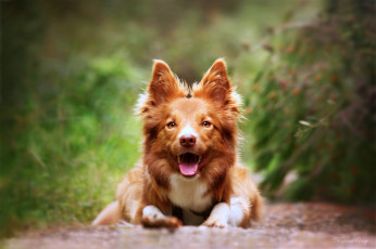 Картинка животные собаки собака