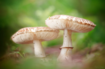 Картинка природа грибы