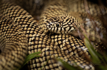 Картинка животные змеи +питоны +кобры змея