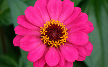 обоя цветы, цинния, розовая, макро