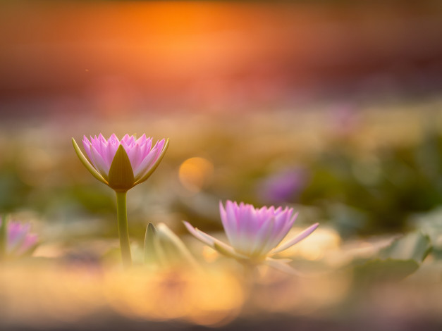 Обои картинки фото цветы, лилии водяные,  нимфеи,  кувшинки, заря