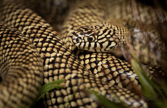 Обои картинки фото животные, змеи,  питоны,  кобры, змея