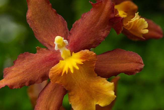 Обои картинки фото цветы, орхидеи, орхидея