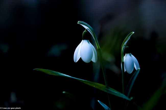 Обои картинки фото цветы, подснежники,  белоцветники,  пролески, весна