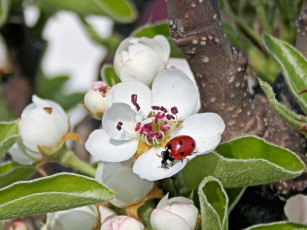 Картинка цветы цветущие деревья кустарники