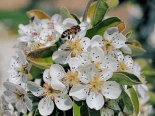 Картинка цветы цветущие деревья кустарники