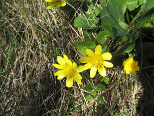 Картинка цветы калужницы лютики