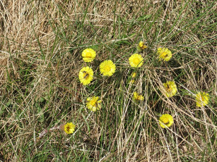 обоя цветы, луговые, полевые