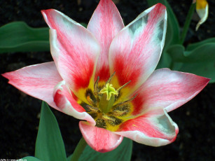 Картинка тюльпан цветы тюльпаны