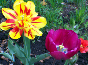 Картинка тюльпаны цветы