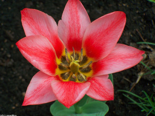 Картинка тюльпаны цветы