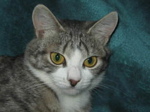 Картинка животные коты