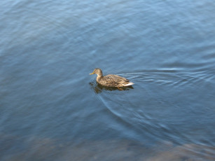 Картинка животные утки