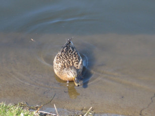 Картинка животные утки